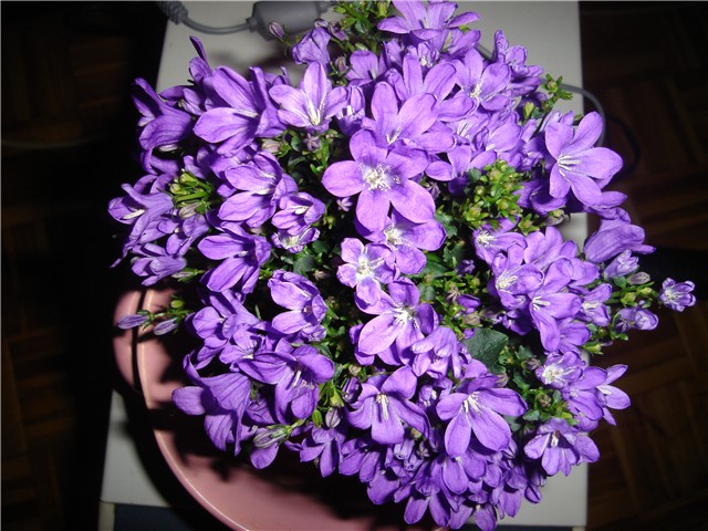 campanula